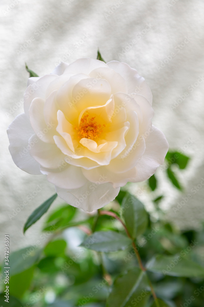 Closeup photo of a white rose or Rose Iceberg. A few green leaves can be seen against a  shallow depth of field white stucco background with streaks of sunlight on stucco.