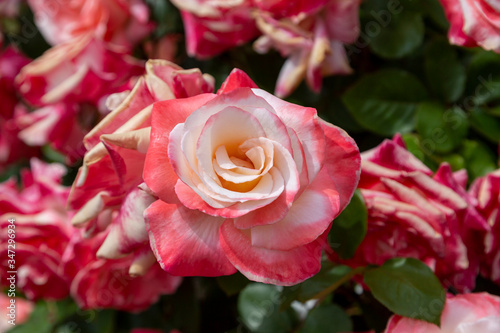 A closeup macro photo of a  single red and white bi-colored rose set against a background of other roses.
