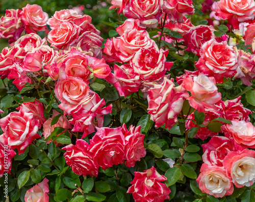 Clusters of red and white bi-colored roses as seen from above.