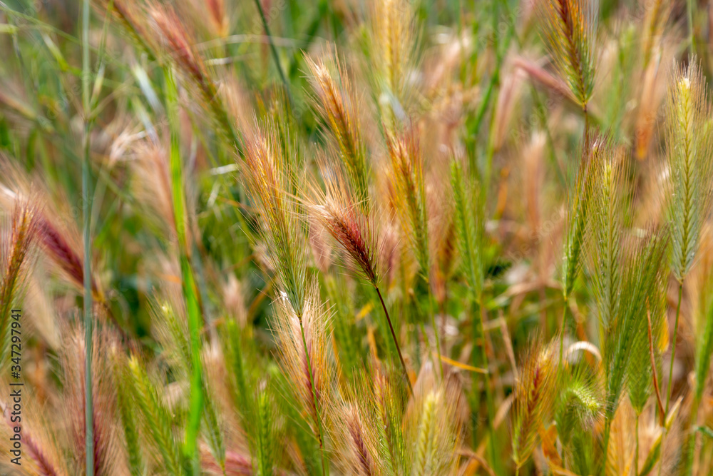 Closeup photo of tan weeds and grass blowing in the wind.