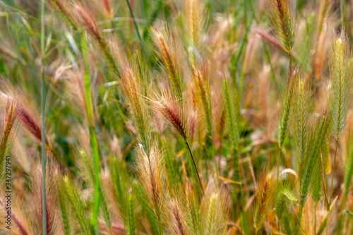 Closeup photo of tan weeds and grass blowing in the wind.