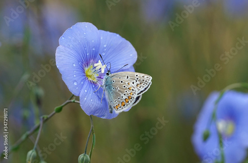 Nahansicht eines Schmetterlings - Bläuling