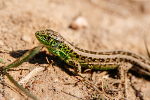 Lizard on the background of sand close up