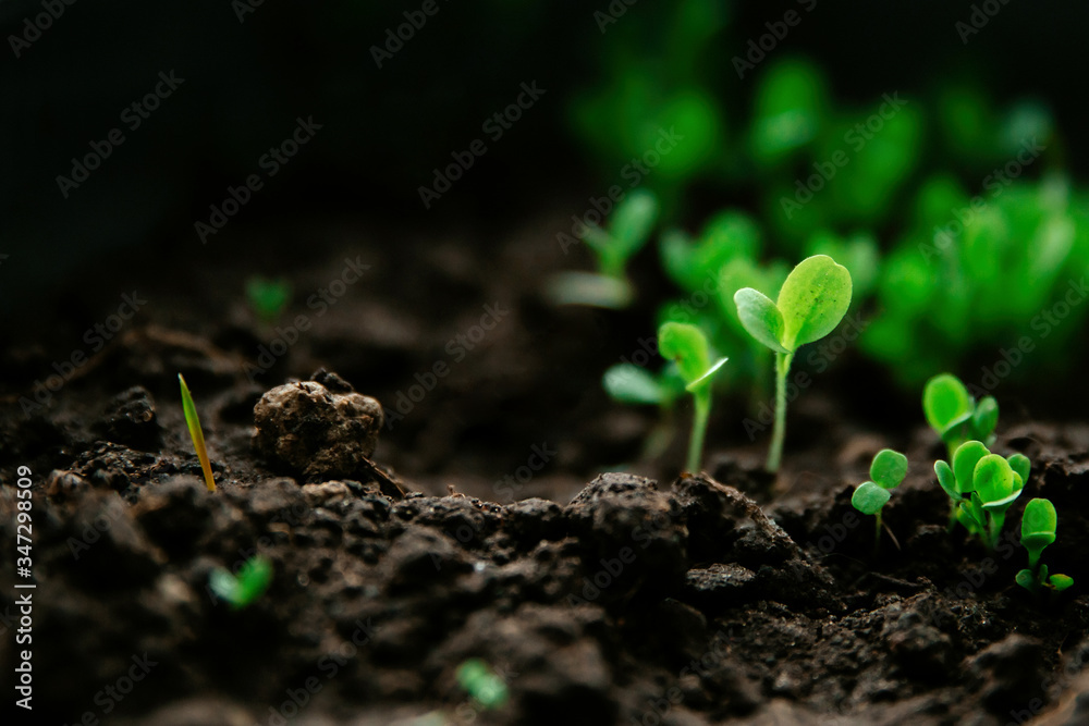 Young green seedlings on a background of black earth.Micro-village Young green seedlings on a background of black earth.Micro-village