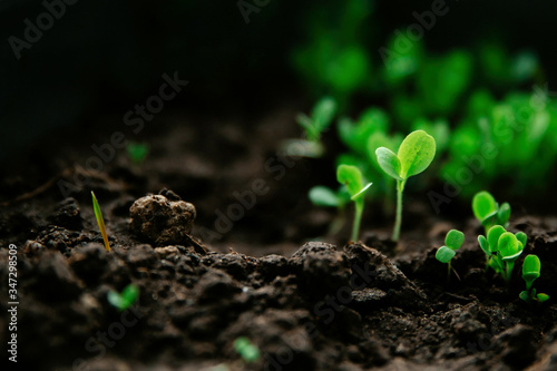 Young green seedlings on a background of black earth.Micro-village