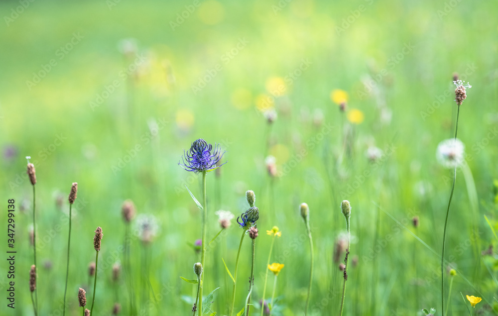 Raiponce des Pyrénées (Phyteuma pyrenaicum) springtime blue meadow flower  