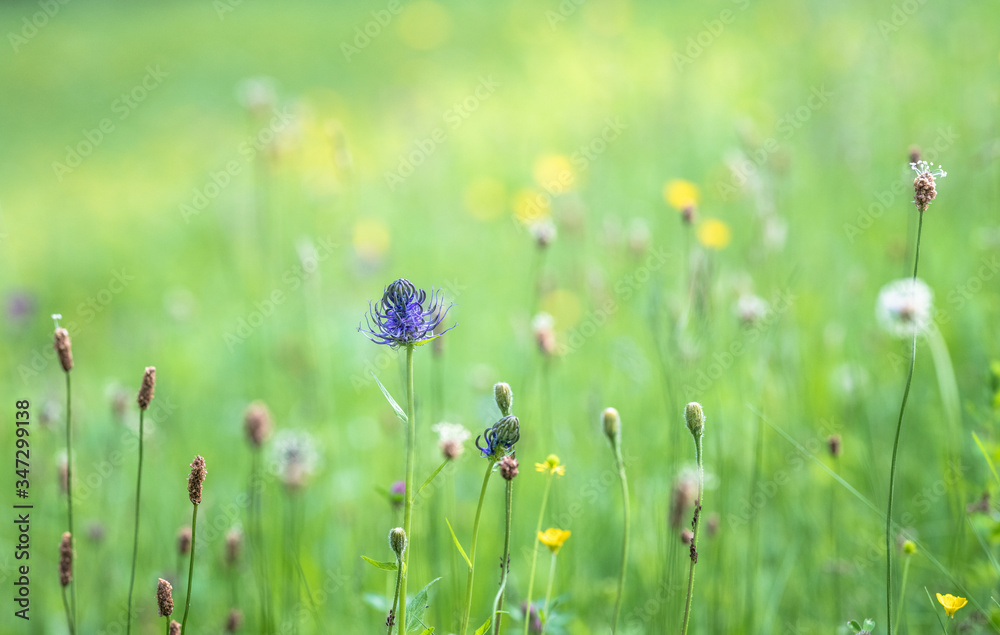 Raiponce des Pyrénées (Phyteuma pyrenaicum) springtime blue meadow flower Raiponce des Pyrénées (Phyteuma pyrenaicum) springtime blue meadow flower