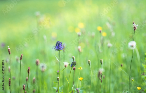 Raiponce des Pyr  n  es  Phyteuma pyrenaicum  springtime blue meadow flower  