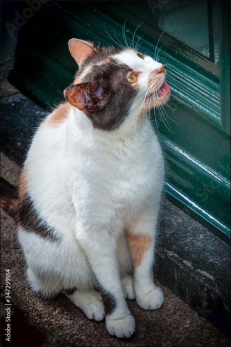 Kitty cat sitting by a green door, mostly white coloring, meowing to get inside. © ChristyLangPhotos