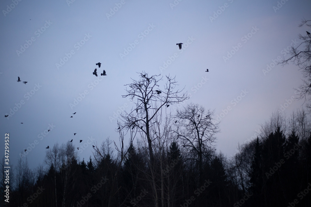 A flock of raven sits in the trees A flock of raven sits in the trees