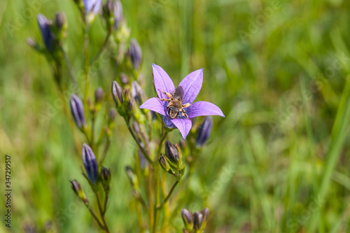 Yellow-legged Mining Bee Andrena flavipes on Spreading Bellflowe