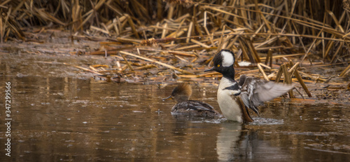 Hooded merganser at the pond under the rain.