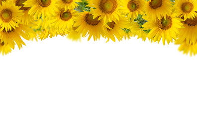 Sunflowers isolated on white background. Floral border.