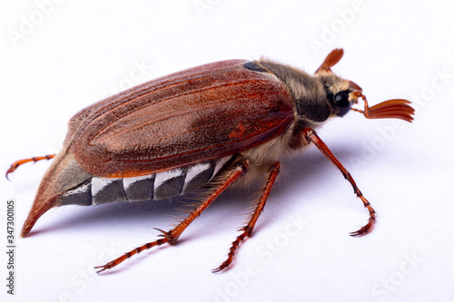 cockchafer on white background