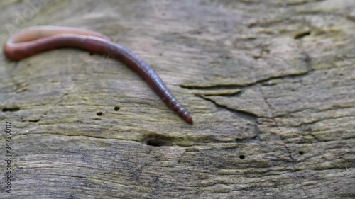 Earthworm in the Forest on a Tree Log. Long Worm Wriggles and Crawls. photo