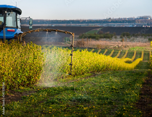 tractor sprayer between rows of currants sprays jets aimed at the bushes in t...