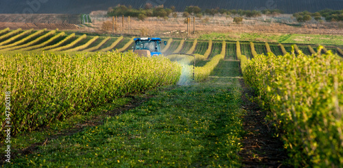 tractor sprayer between rows of currants plantation hills sprays jets aimed a...