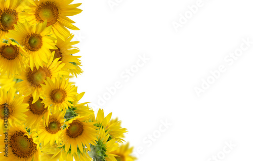 Sunflowers isolated on white background. Floral border.