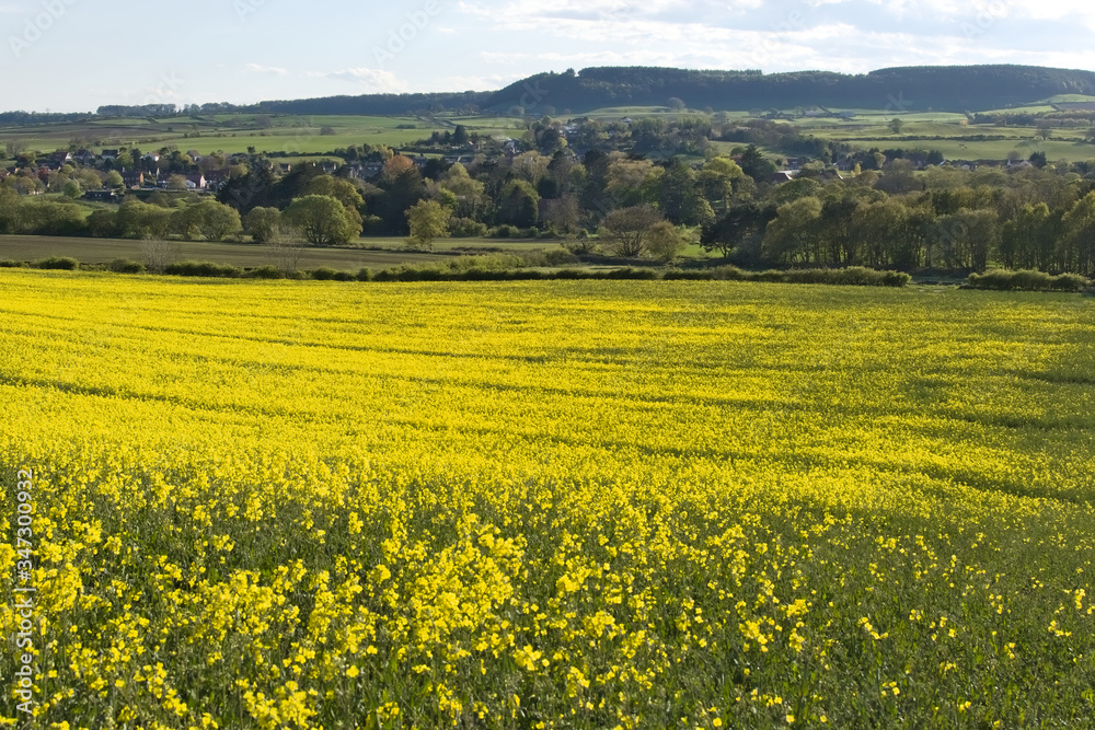 Field with blooming rapeseed in England