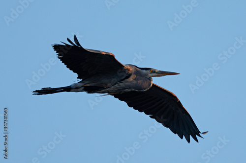 Great blue heron flying in the wild in North California at sunset