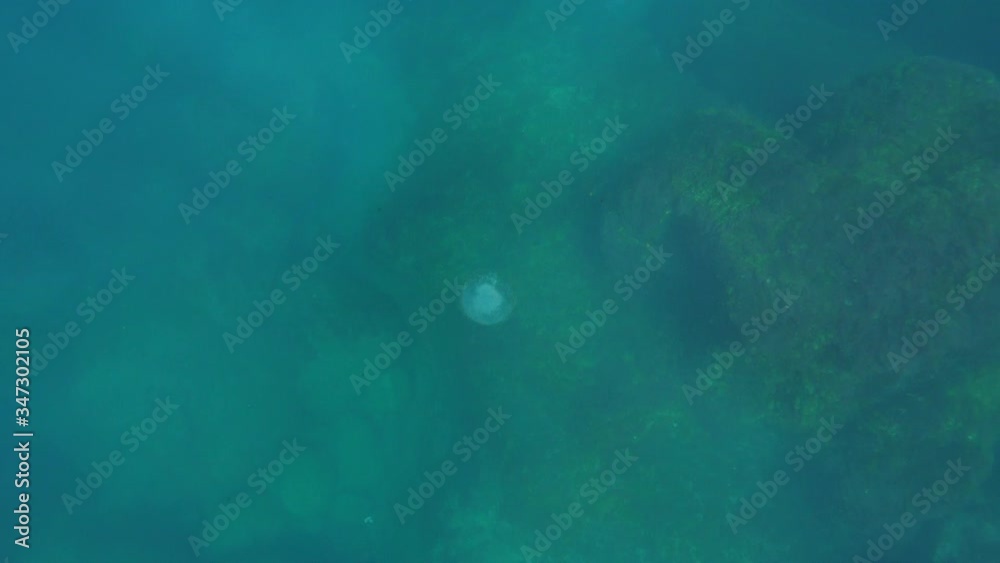 High angle view of jellyfish swimming over ocean floor in sea - Azores, Portugal High angle view of jellyfish swimming over ocean floor in sea - Azores, Portugal