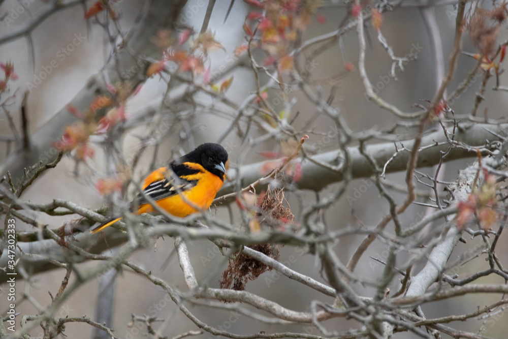 Baltimore Oriole trying to hide in the tree tops Baltimore Oriole trying to hide in the tree tops
