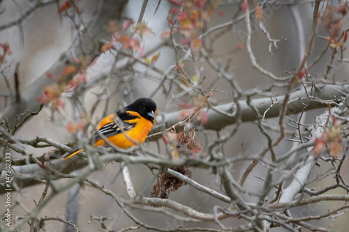 Baltimore Oriole trying to hide in the tree tops © Don Mroczkowski
