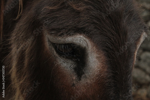 close up of a brown donkey.