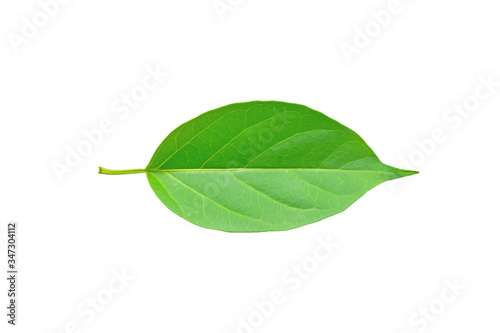 Gymnema sylvestre leaf isolated on white background with clipping path.(Perrpioca of the woods)