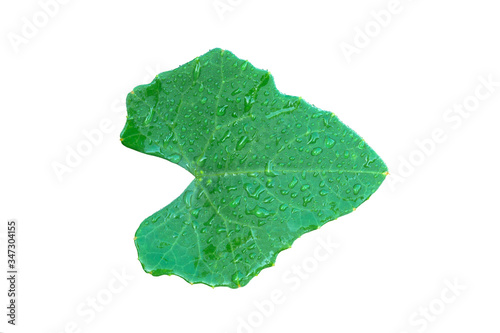 Lvy Gourd or Coccinia leaf with water drops isolated on white background with clipping path.(Cocconia grandis (L.) Voigt)