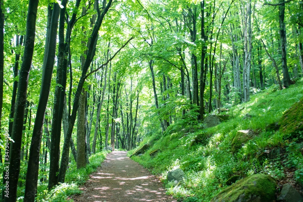 Obraz premium Tall trees forming a canopy in Sofia, Bulgaria
