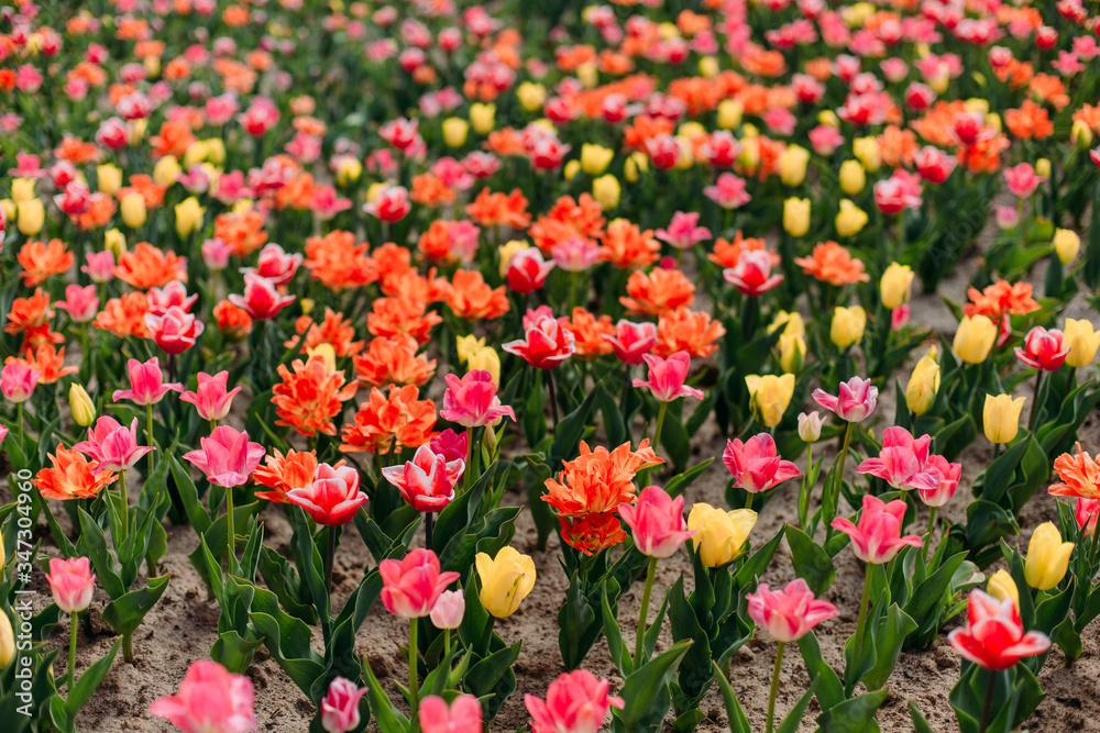 many rows colorful multicolored tulips large field