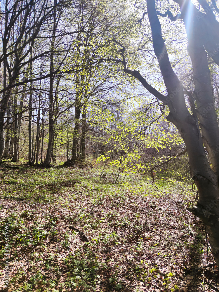 Spring Landscape of Vitosha Mountain, Bulgaria Spring Landscape of Vitosha Mountain, Bulgaria