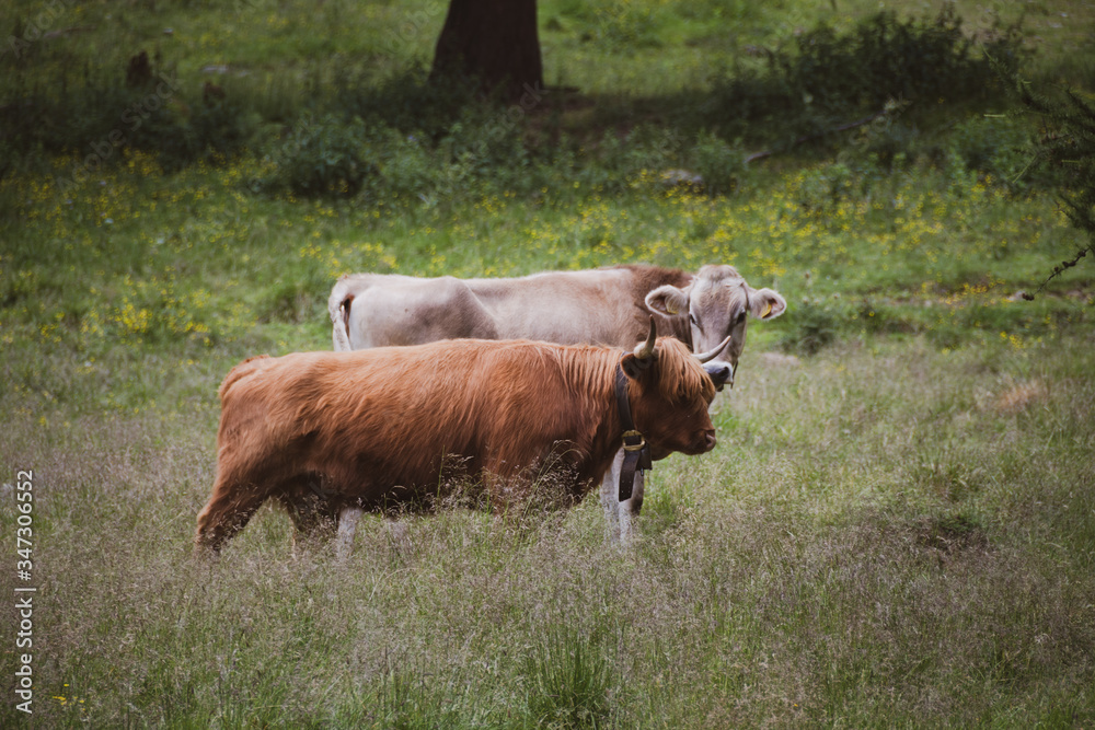a hairy cow free to graze in the mountains