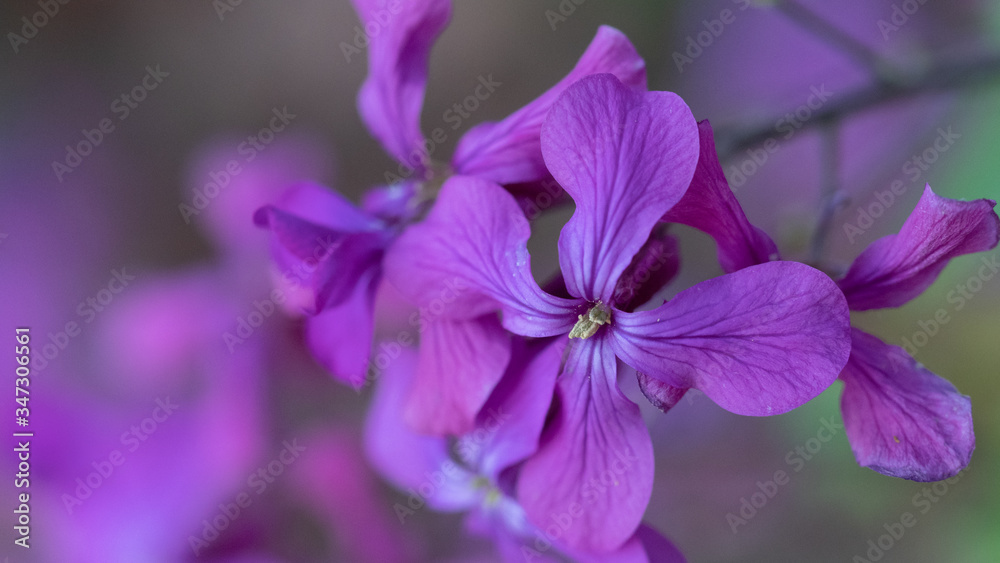 Fototapeta premium Bodziszek