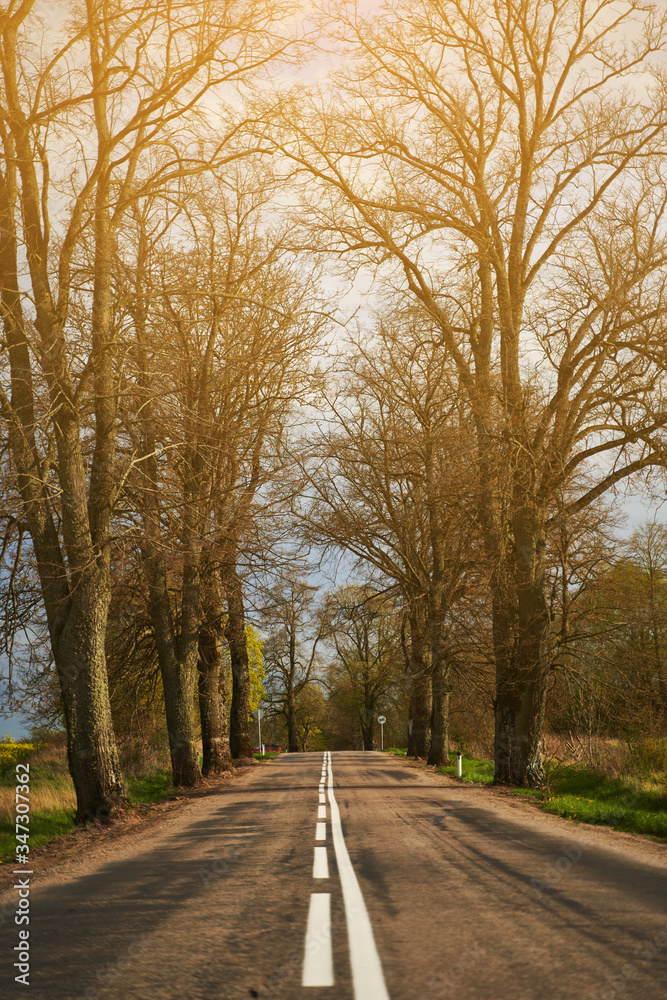 The road between the trees. Alley with trees in the spring with the road and the bright sun. 