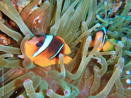 Clownfish, anemonefish, red sea fishes 