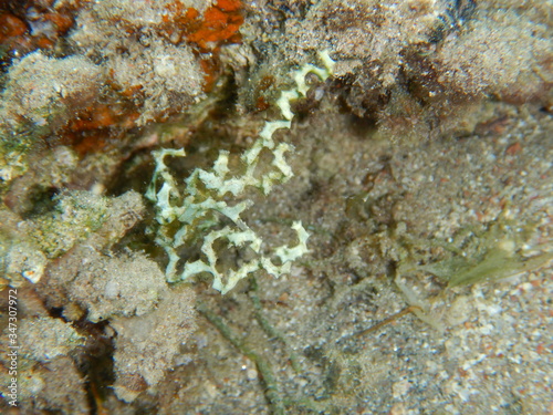 Marine Macroalgae, seaweeds, in the red sea 
