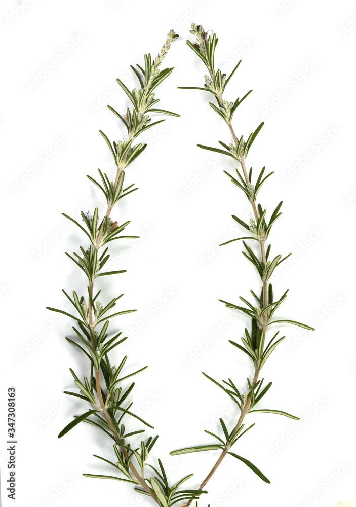 Fototapeta premium Rosemary twigs isolated on white background. Fresh green rosemary spice.