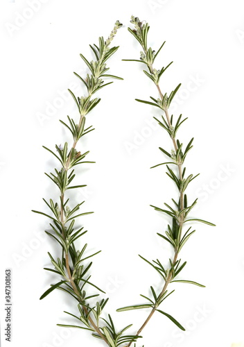 Rosemary twigs isolated on white background. Fresh green rosemary spice. © Sanja