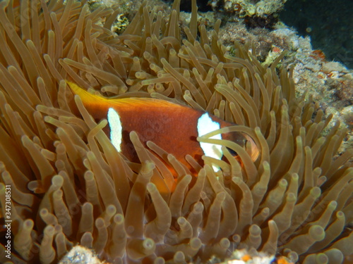 Clownfish,  anemonefish, red sea fishes

