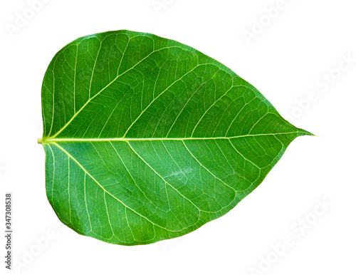 Pho tree leaves  On a white background