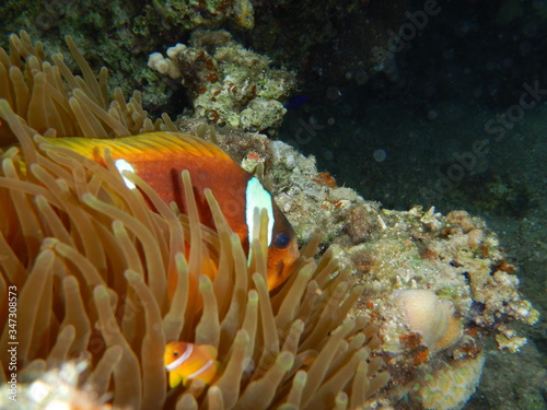 Clownfish, anemonefish, red sea fishes 