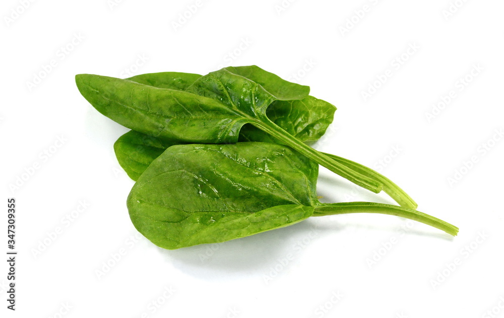 Fresh green spinach isolated on white background. Green spinach leaves. Green food. Fresh green spinach isolated on white background. Green spinach leaves. Green food.