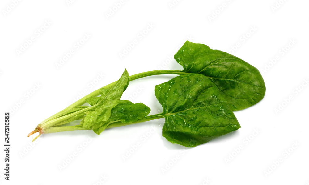 Fresh green spinach isolated on white background. Green spinach leaves. Green food. Fresh green spinach isolated on white background. Green spinach leaves. Green food.