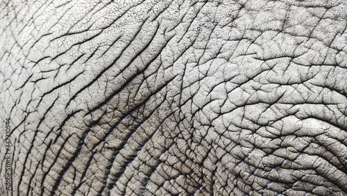 Full Frame Shot Of Elephant © anne marije greve/EyeEm