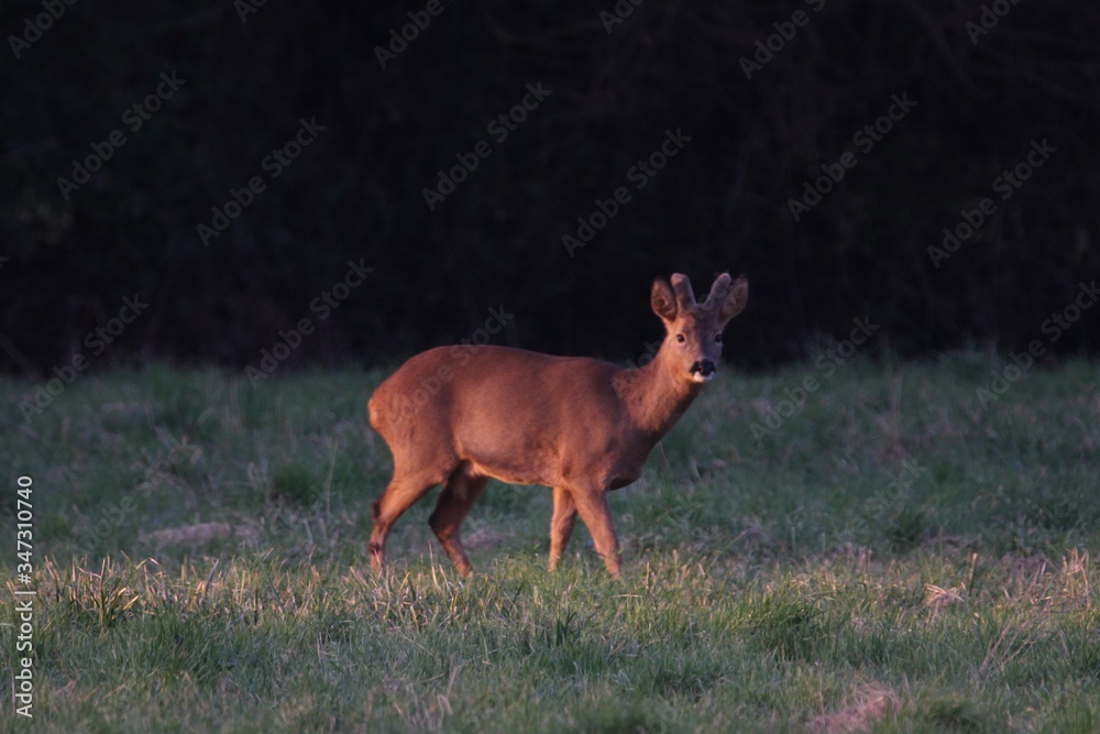 Deer in the woods Deer in the woods