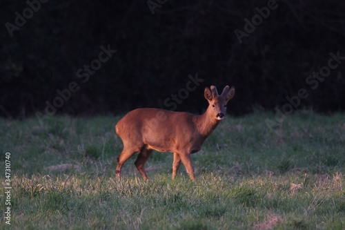 Fototapeta Naklejka Na Ścianę i Meble -  Deer in the woods