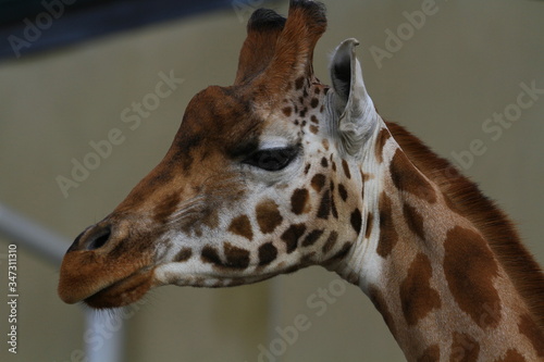 Portrait of a giraffe