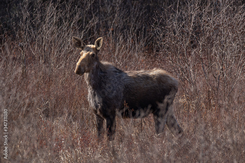 Pregnant cow moose in the brush in Algonquin Park Ontario in May